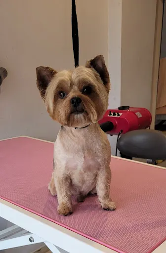 Wyczesane Salon Pielęgnacji Zwierząt